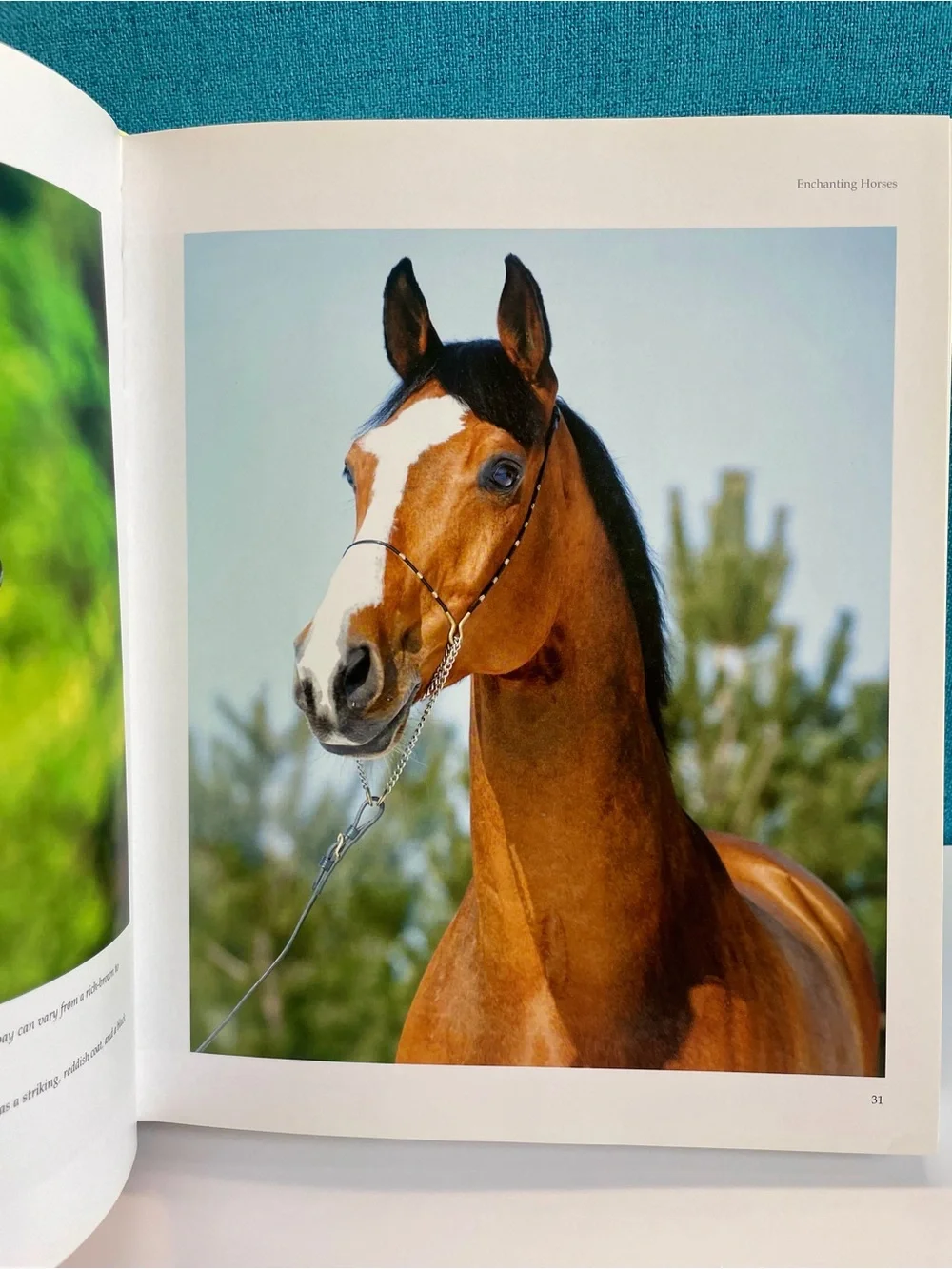 Enchanting Horses by Jennifer Anderson Hardcover book